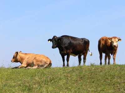 Cows amdorf east frisia