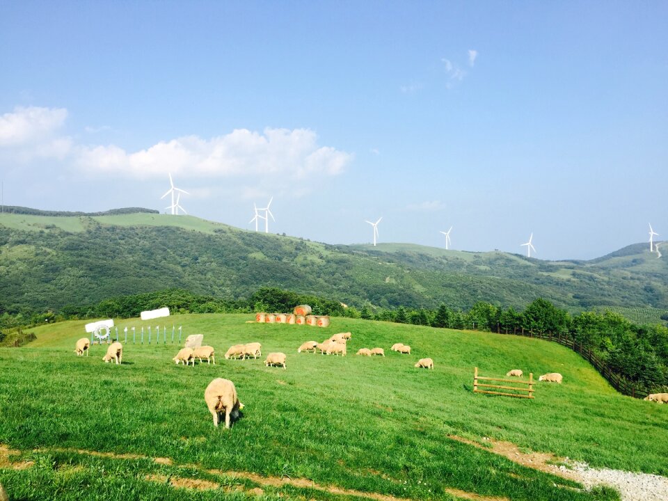 Greenery grass sky