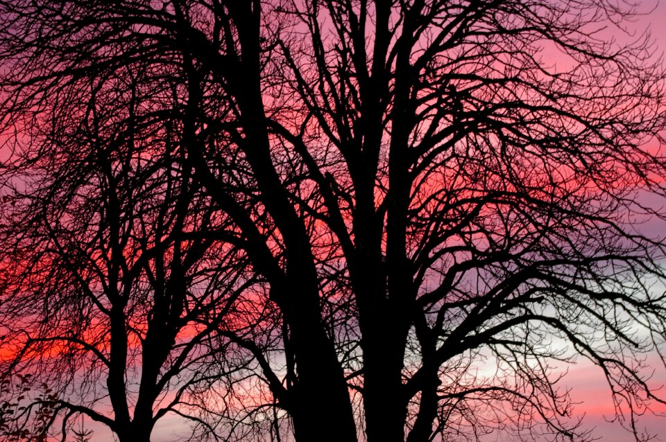 More sky red sky chestnut tree