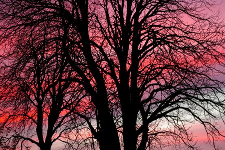 More sky red sky chestnut tree