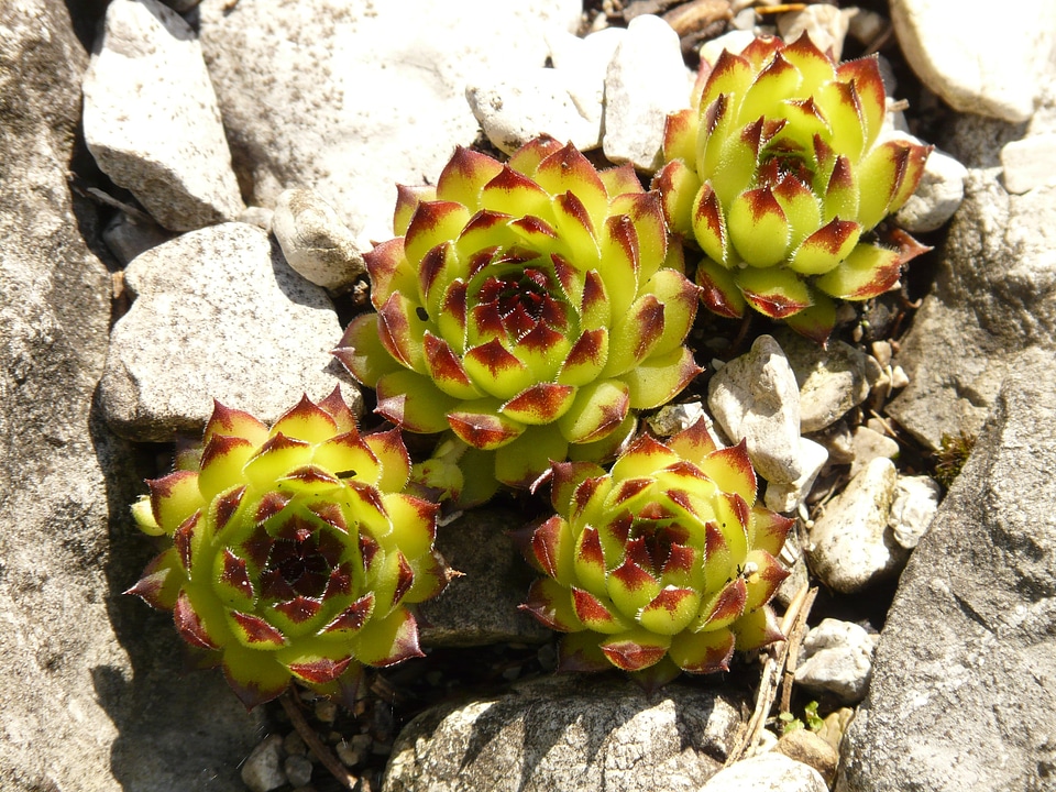 Alpine houseleek houseleek thick sheet greenhouse