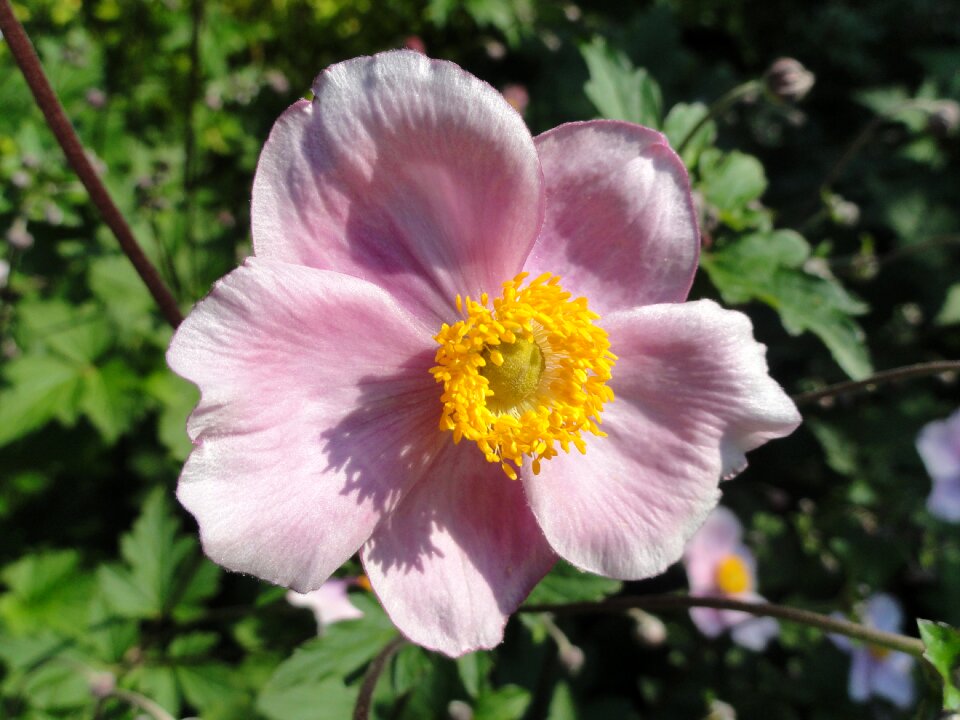 Blossoming flora botany