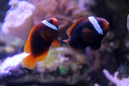 Fish clownfish aquarium photo