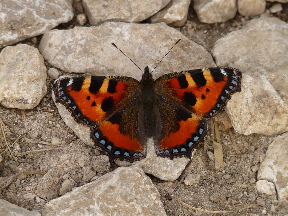 Color fauna edelfalter