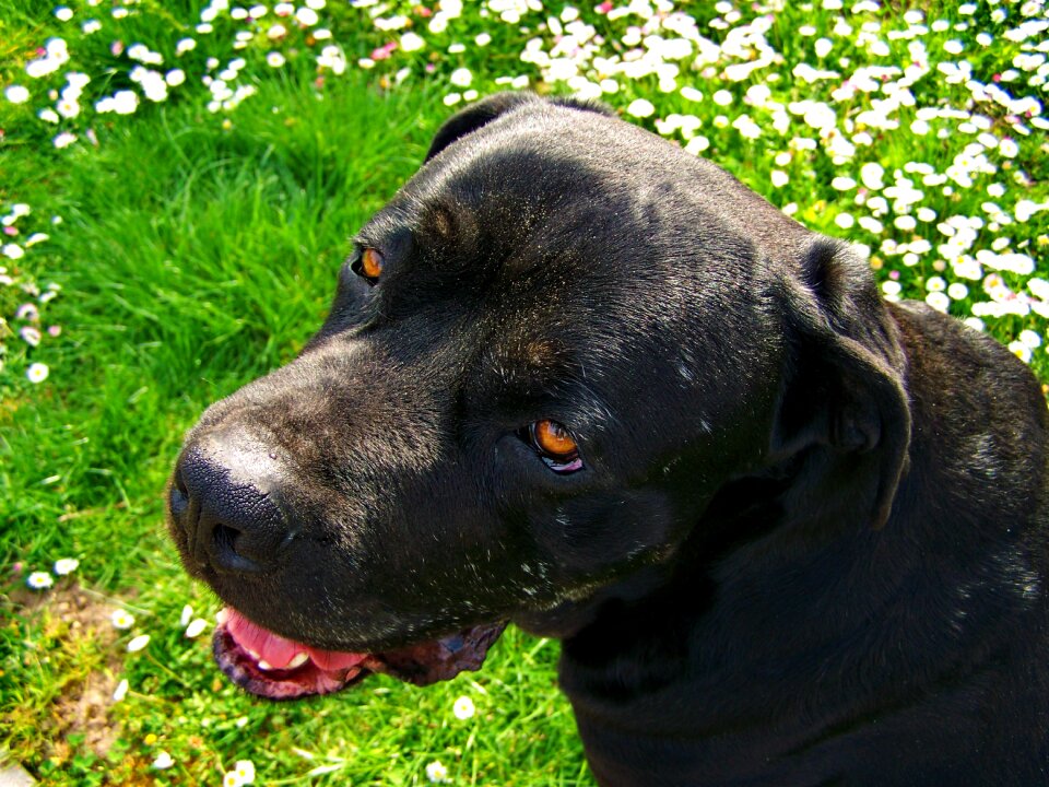 Black dog pets animal