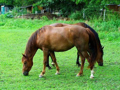 Brown horses browse hoofed animals
