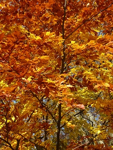 Deciduous tree golden autumn golden october