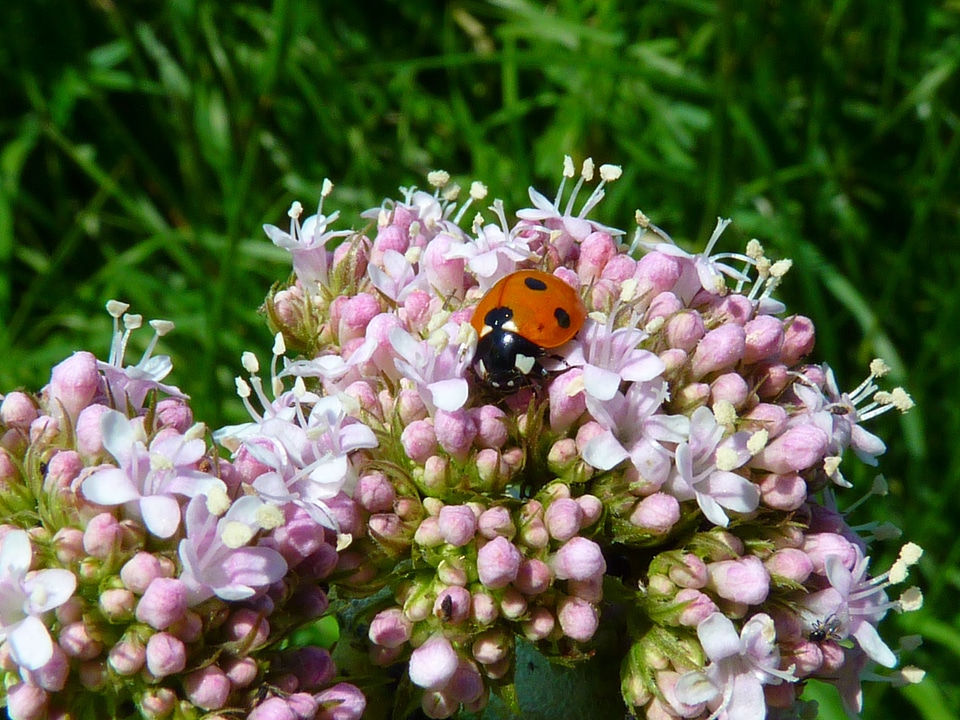 Plant ladybug animal