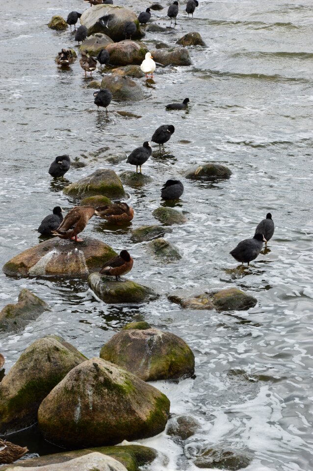 Birds gulls ducks