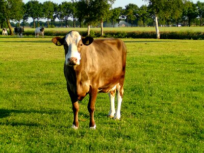 Cow agriculture pasture photo