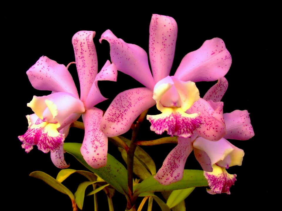 Orchid plant flower