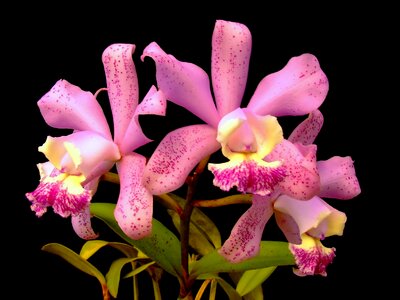 Orchid plant flower