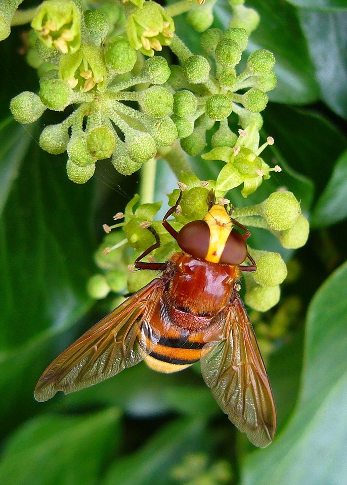 Nature creature wing