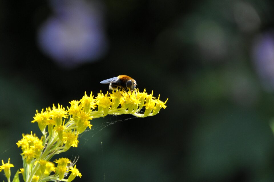 Bee summer flower photo