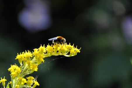 Bee summer flower photo