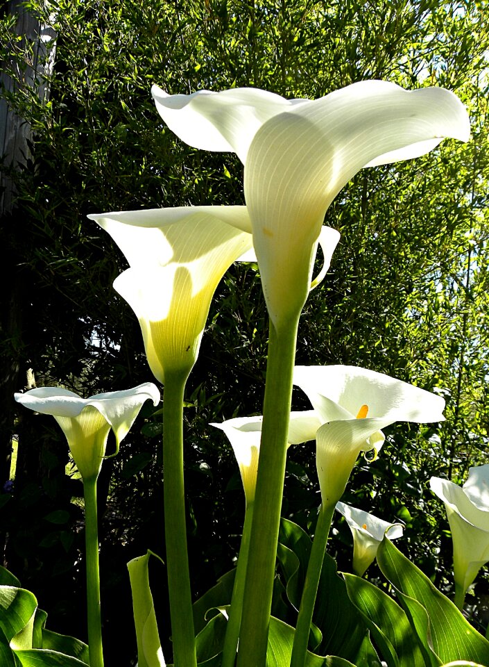 Flowers wildwachsend california