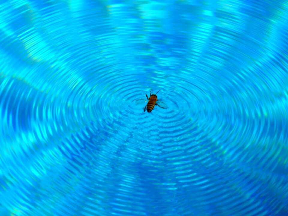 Water swim blue bee