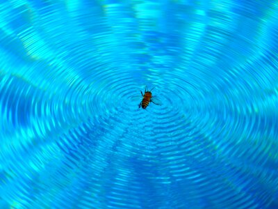 Water swim blue bee
