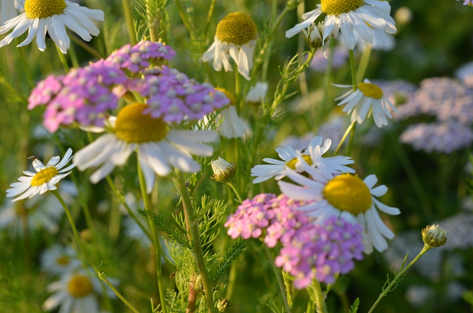Wild flowers plant summer