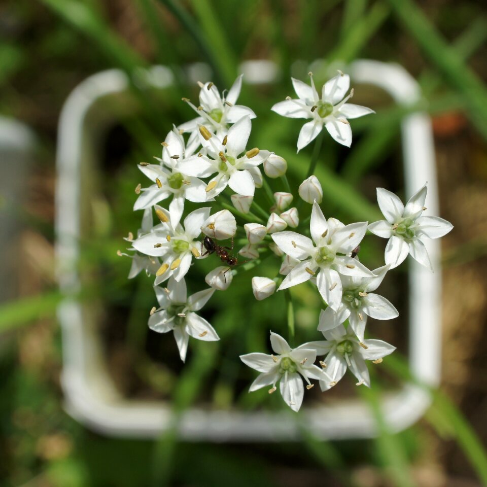 Insect nature blossom