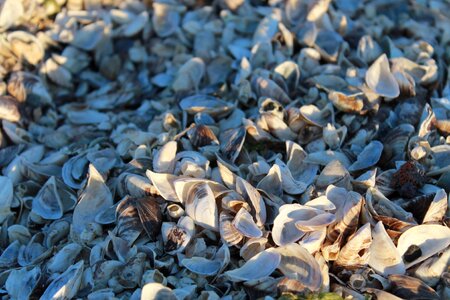 Seashells blue sea