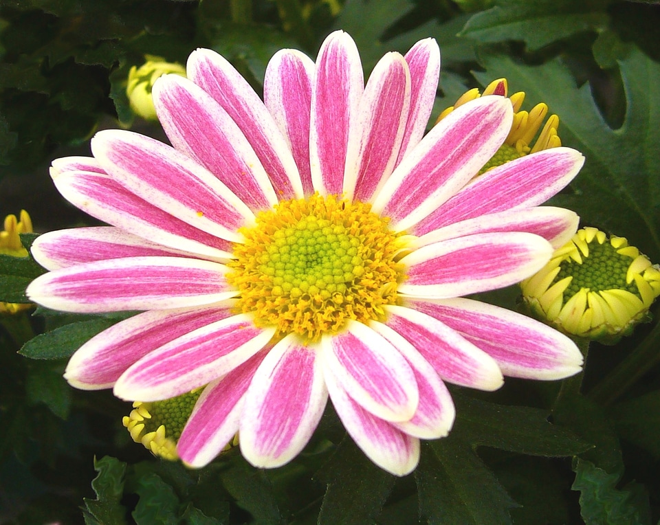 White flower bloom