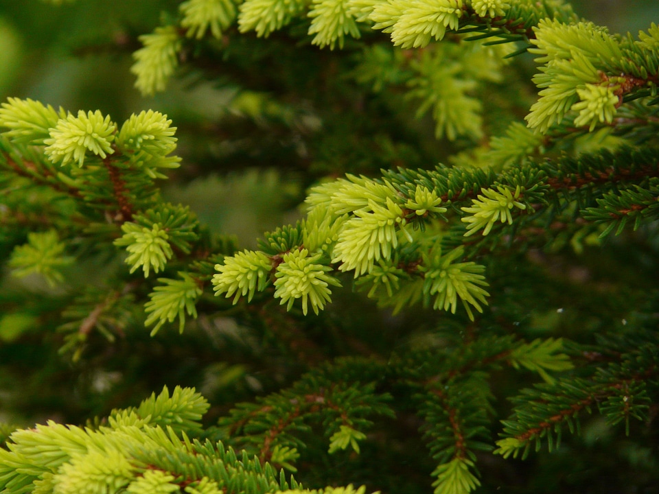 Sprout pine needles green