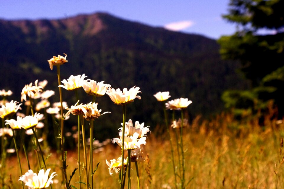 Landscape natural summer