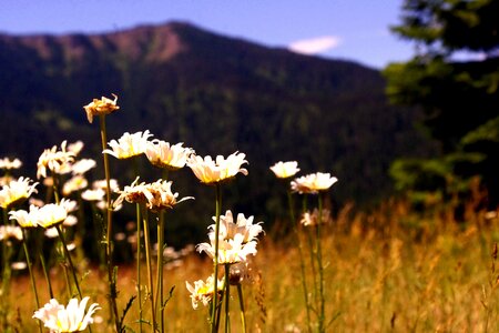 Landscape natural summer