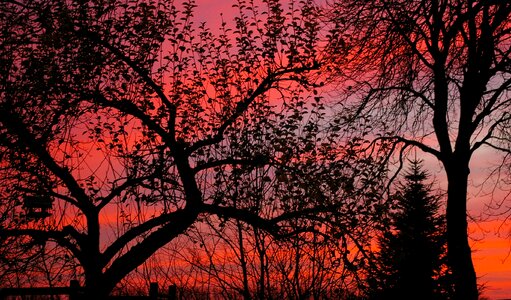 More sky red sky branches photo