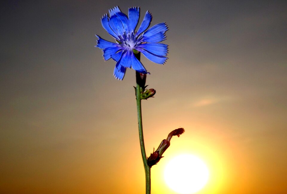 Flower blue sun