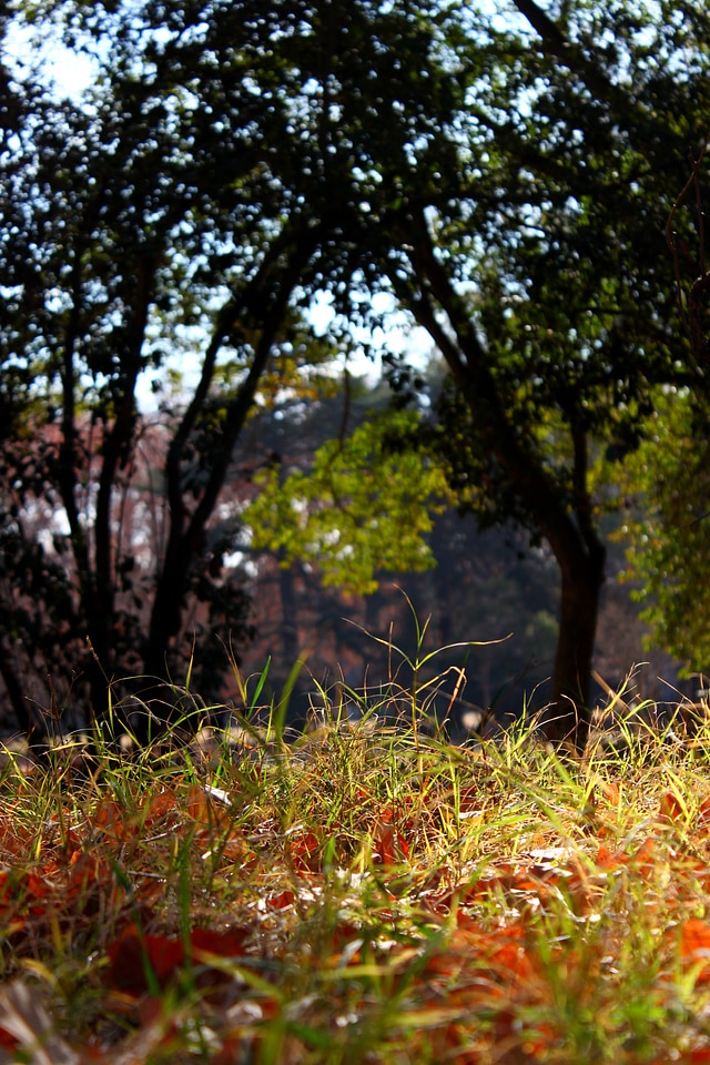 Park plant nature