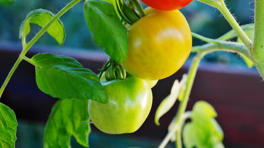 Tomato fruit nachtschattengewächs tomato breeding photo