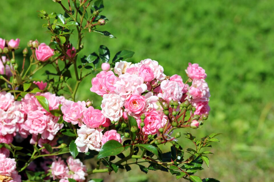 Summer small nature