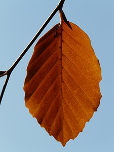 Beech fagus sylvatica fagus