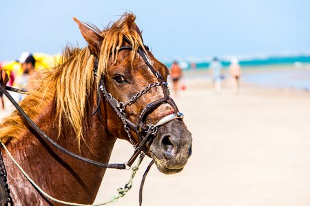 Anima beach cruelty to animals photo