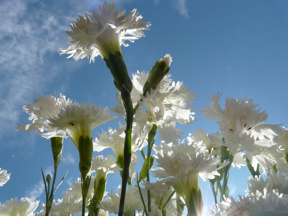 Flower blossom bloom