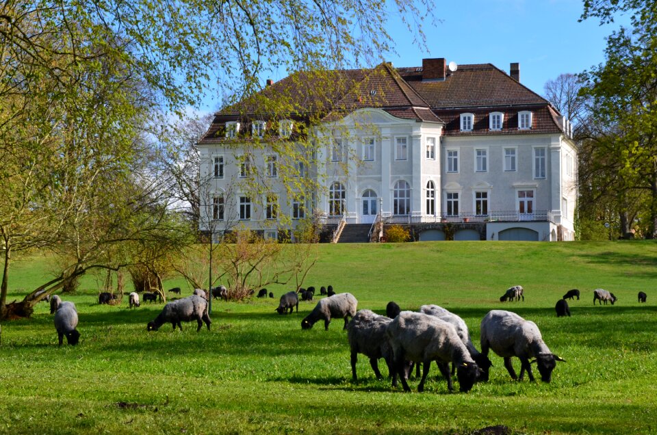 Flock of sheep spring green