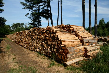 Holzstapel forest wood