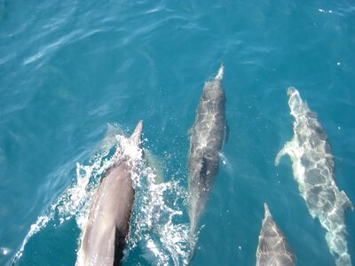 Pacific bottlenose