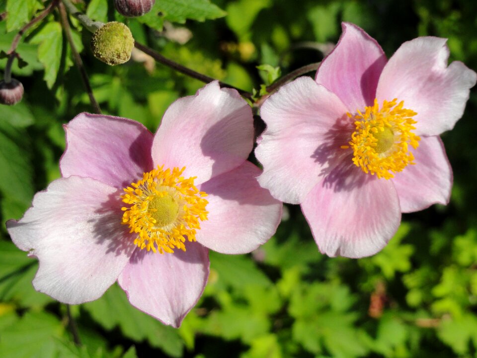 Macro flora blooming
