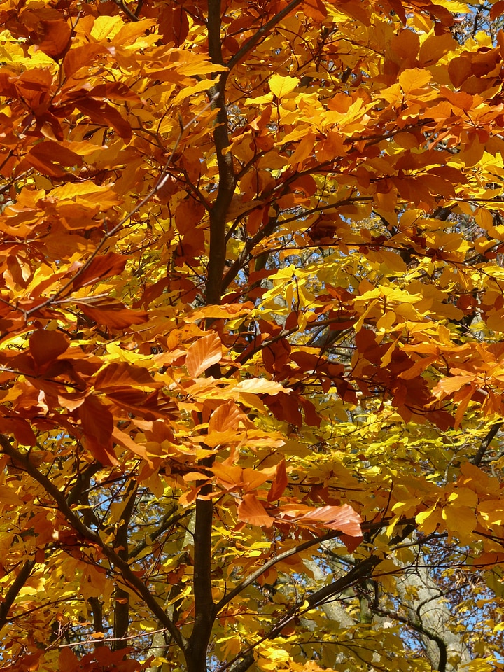 Deciduous tree golden autumn golden october photo