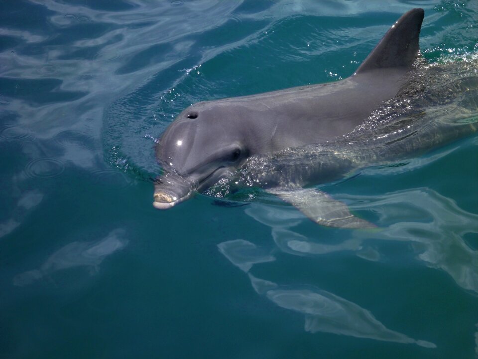 Sea animals nature