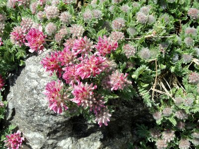 Jacquinii botanical specimen