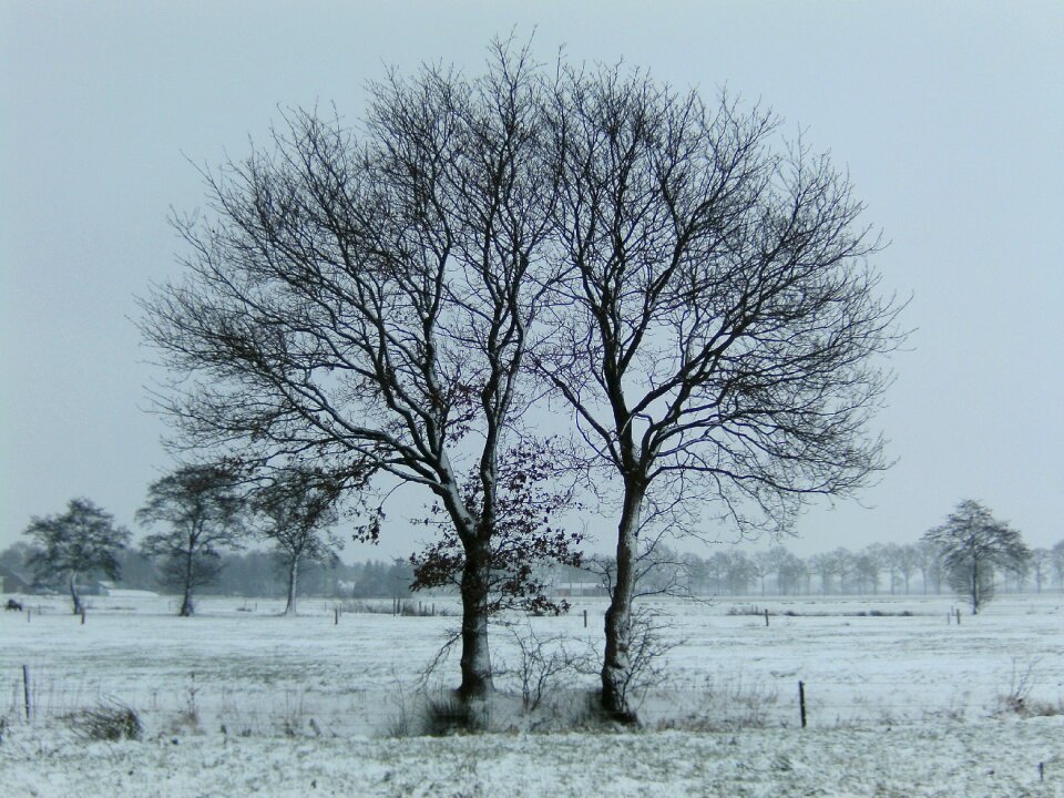 Trees snow landscape