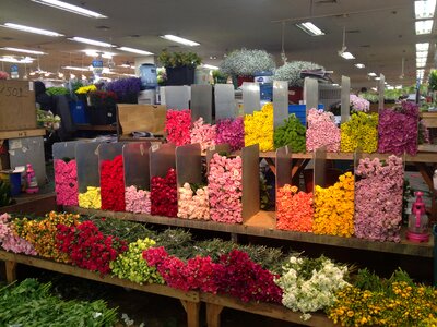 Rose storage market