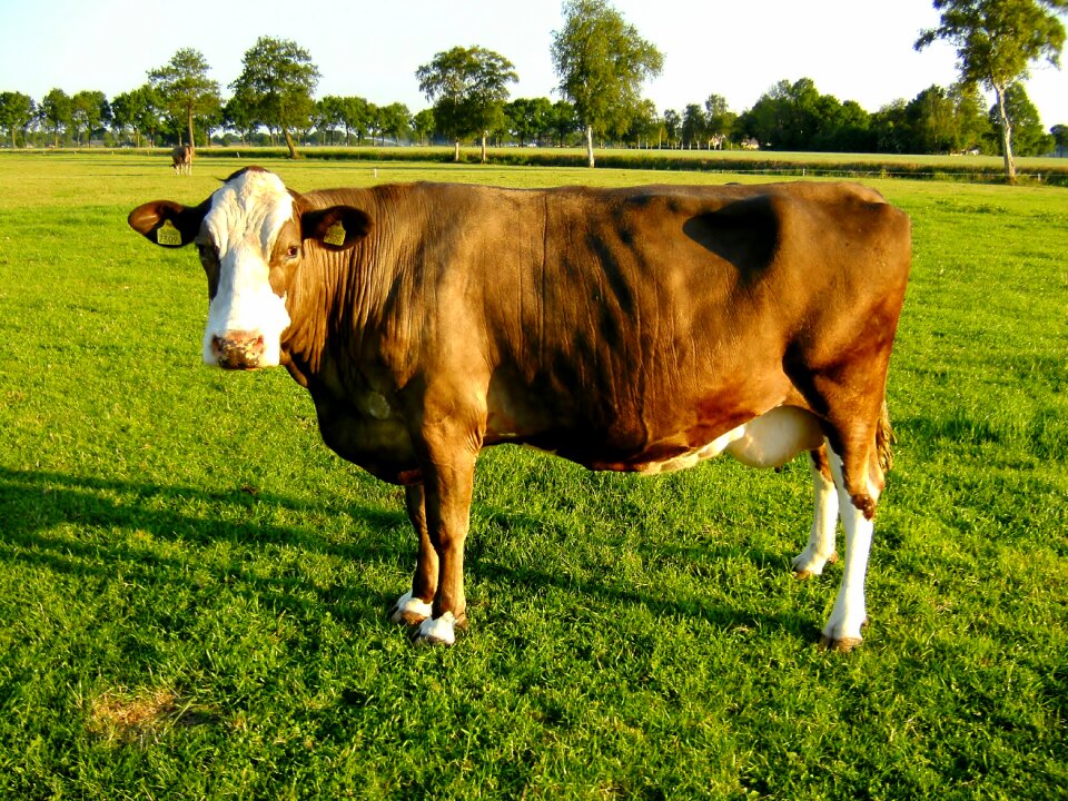 Cow agriculture pasture