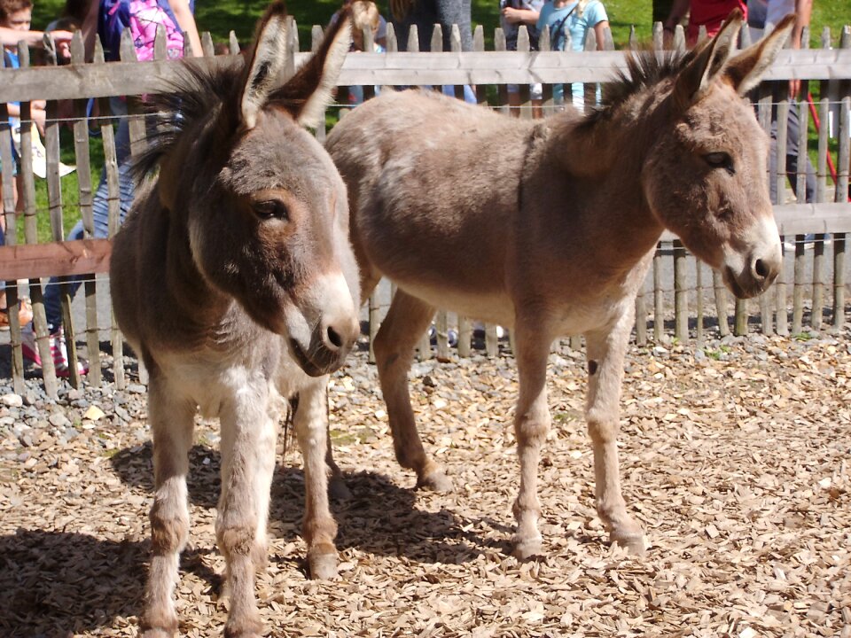Petting zoo germany enclosure