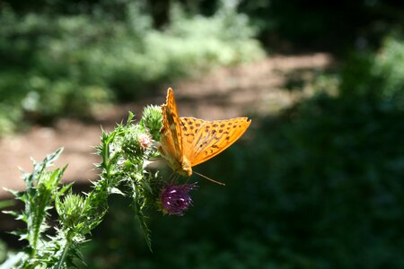 Butterflies summer nature