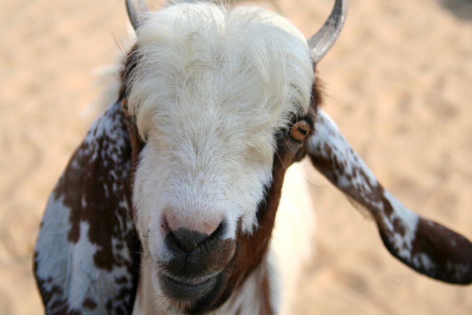 Goat biquet india